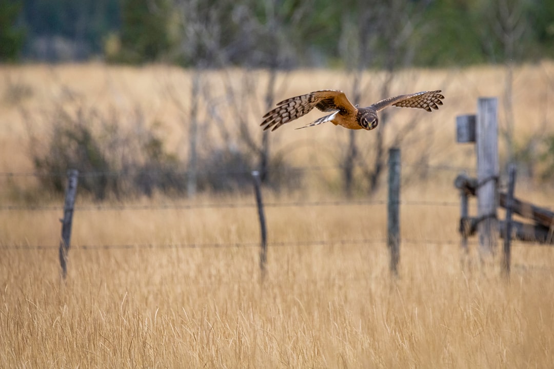 travelers stories about Wildlife in Kane Valley Road, Canada