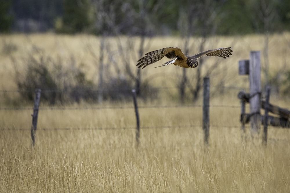 brown and white bird flying over brown grass field during daytime