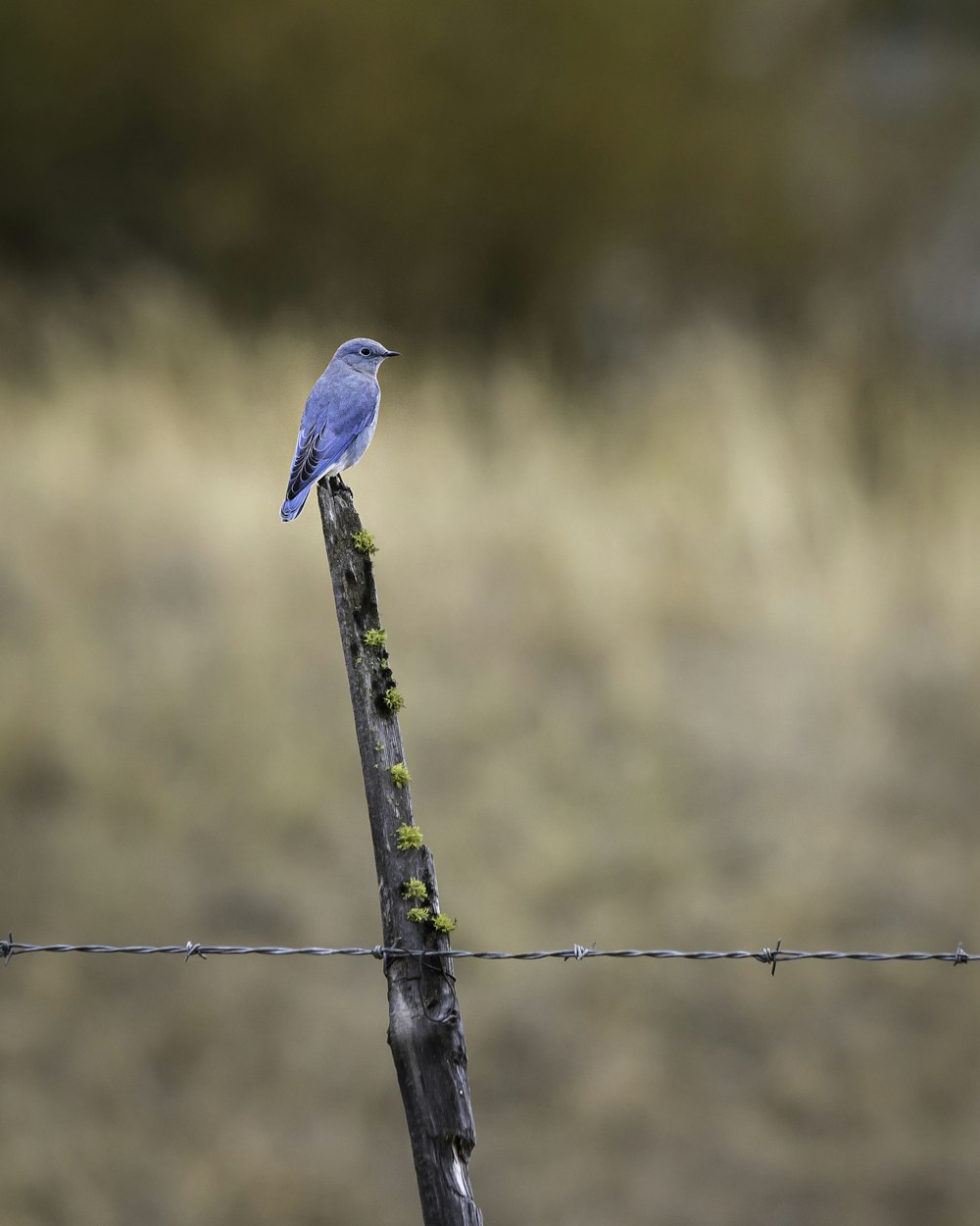 brown bird on brown wooden stick during daytime