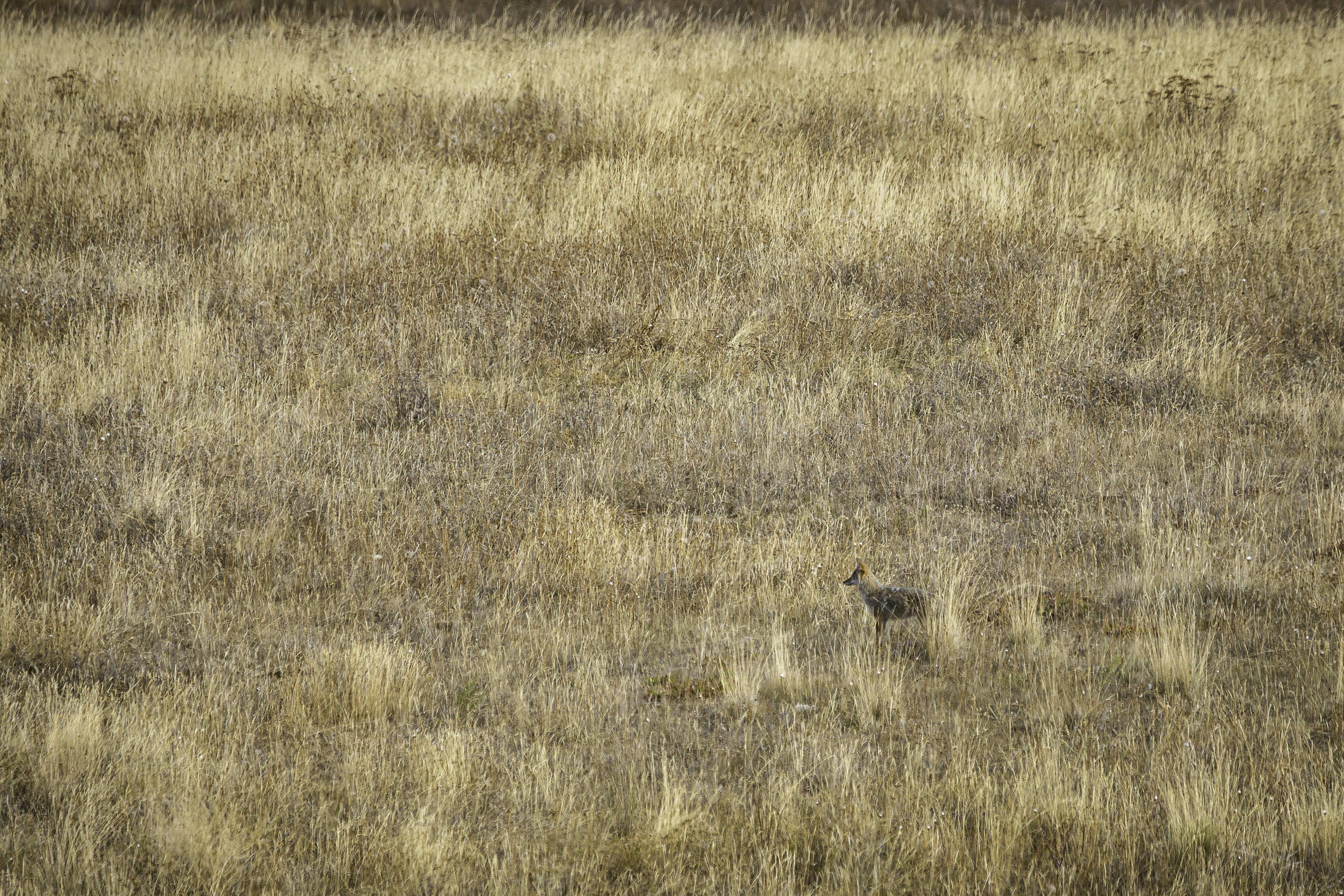Coyote in the grass.