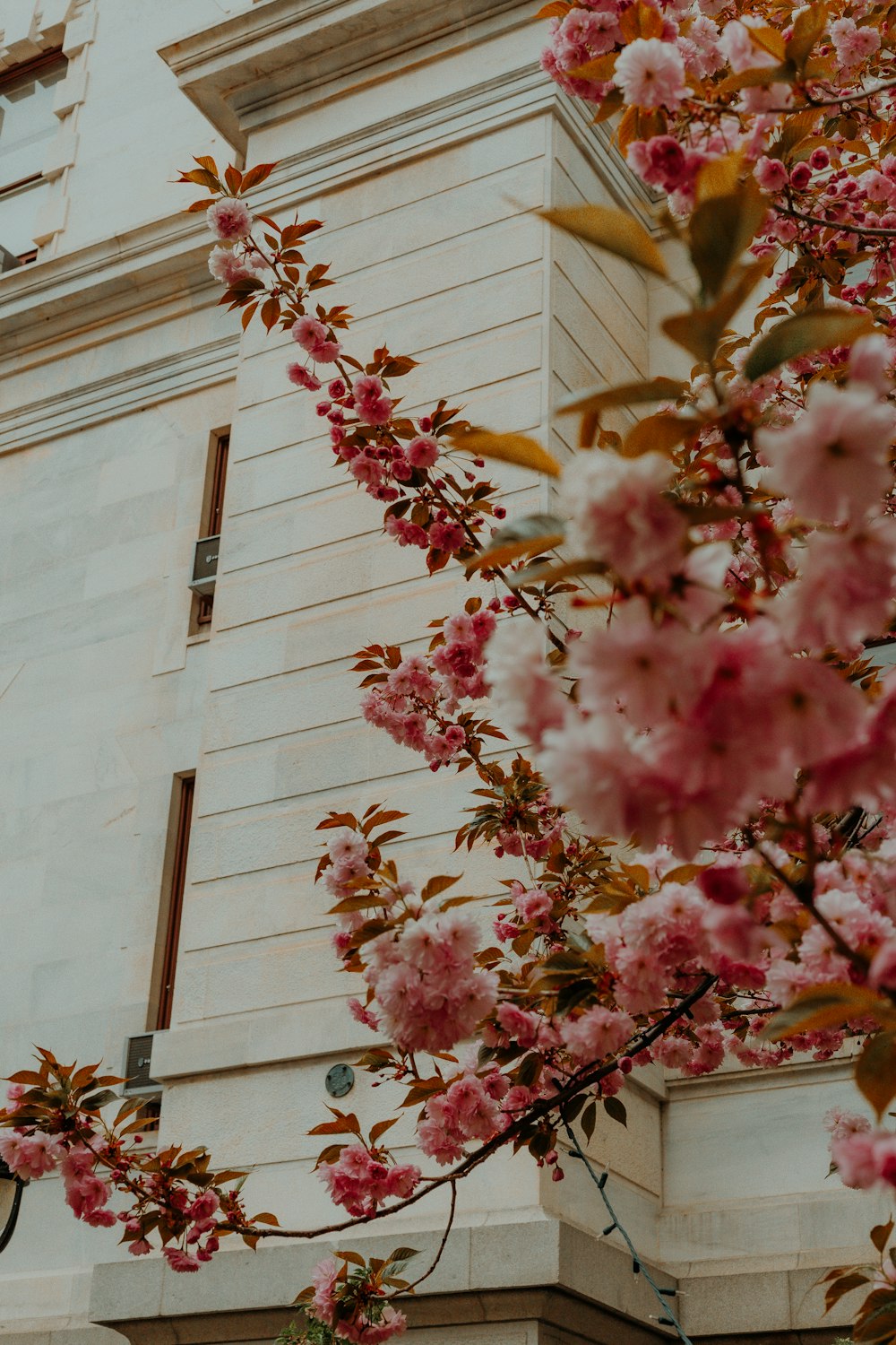 pink and white flower near white concrete building during daytime