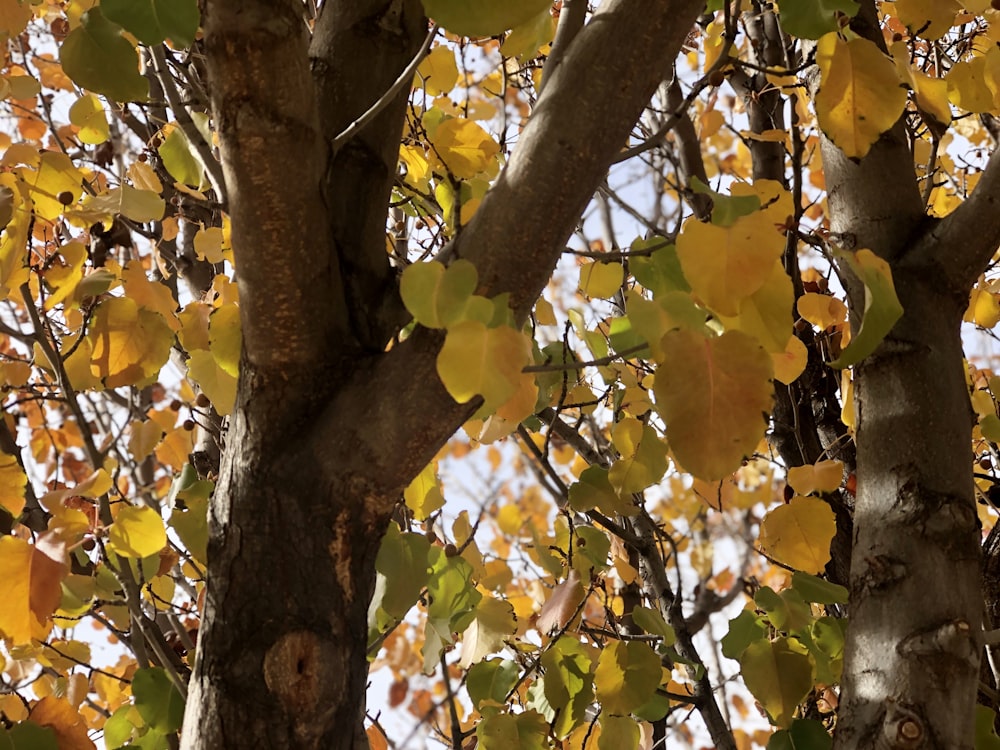 yellow leaves on brown tree