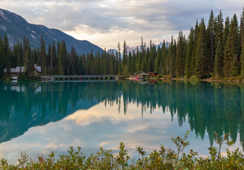 green pine trees beside lake during daytime