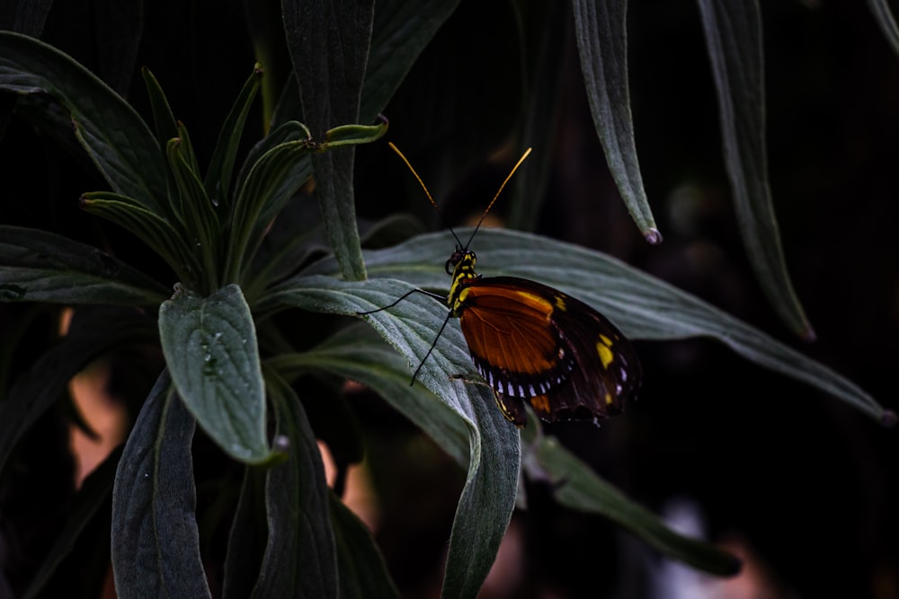 black and orange butterfly on green leaf plant