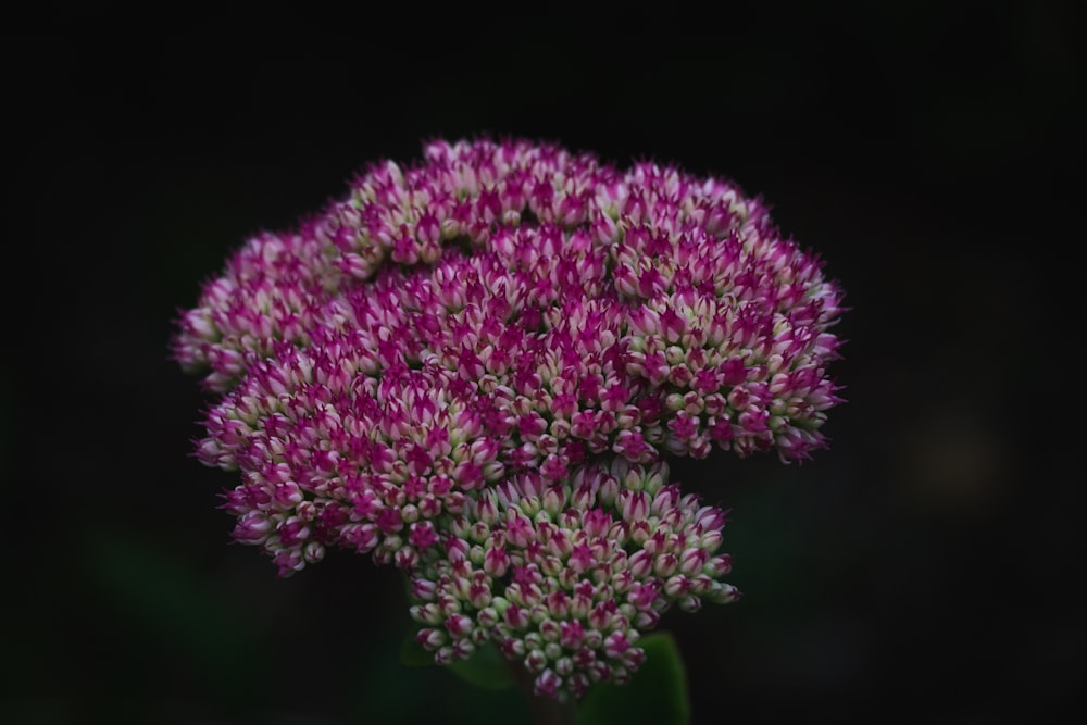 purple flower in close up photography