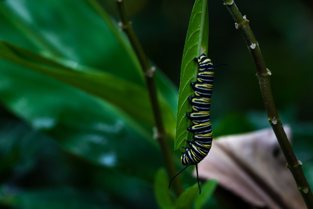 green and black caterpillar on green leaf