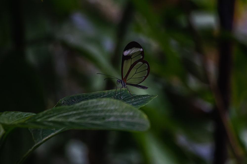 black and blue butterfly on green leaf