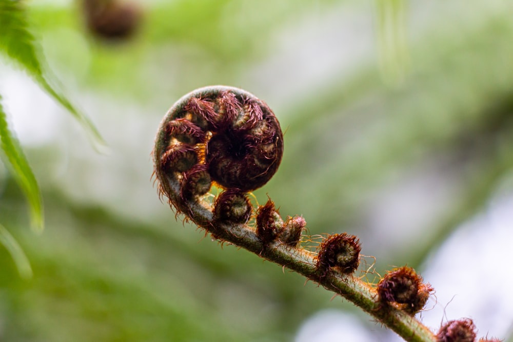 brown and black plant in macro photography