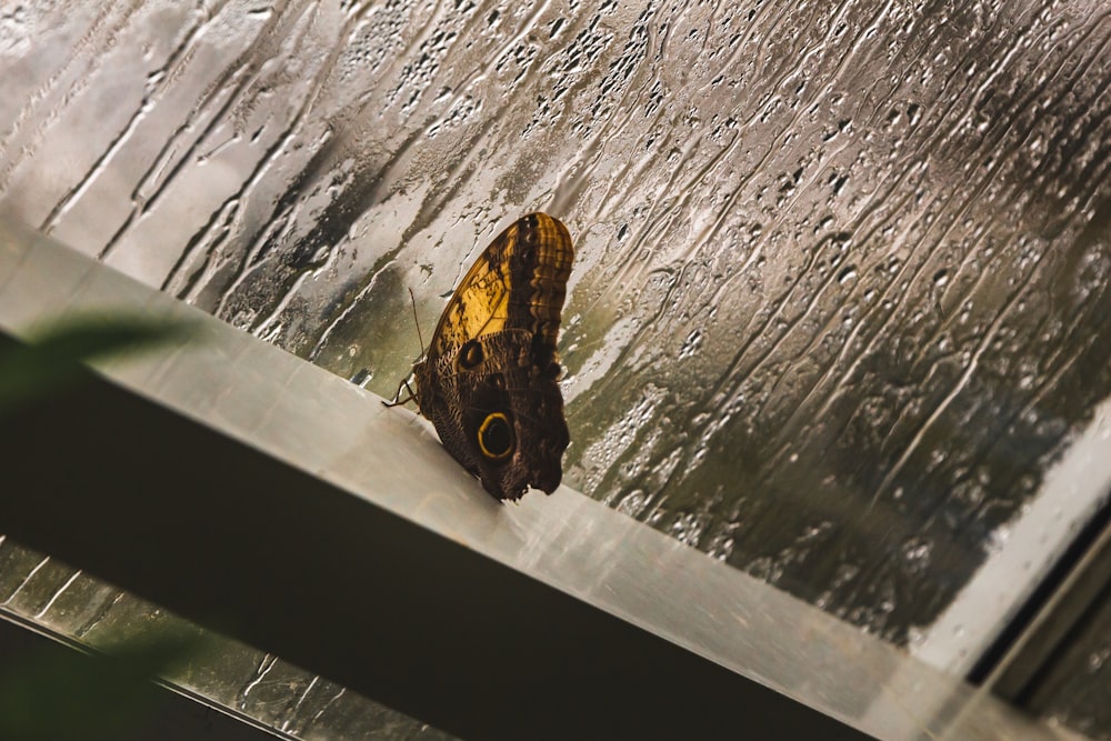 brown and black butterfly on gray wood