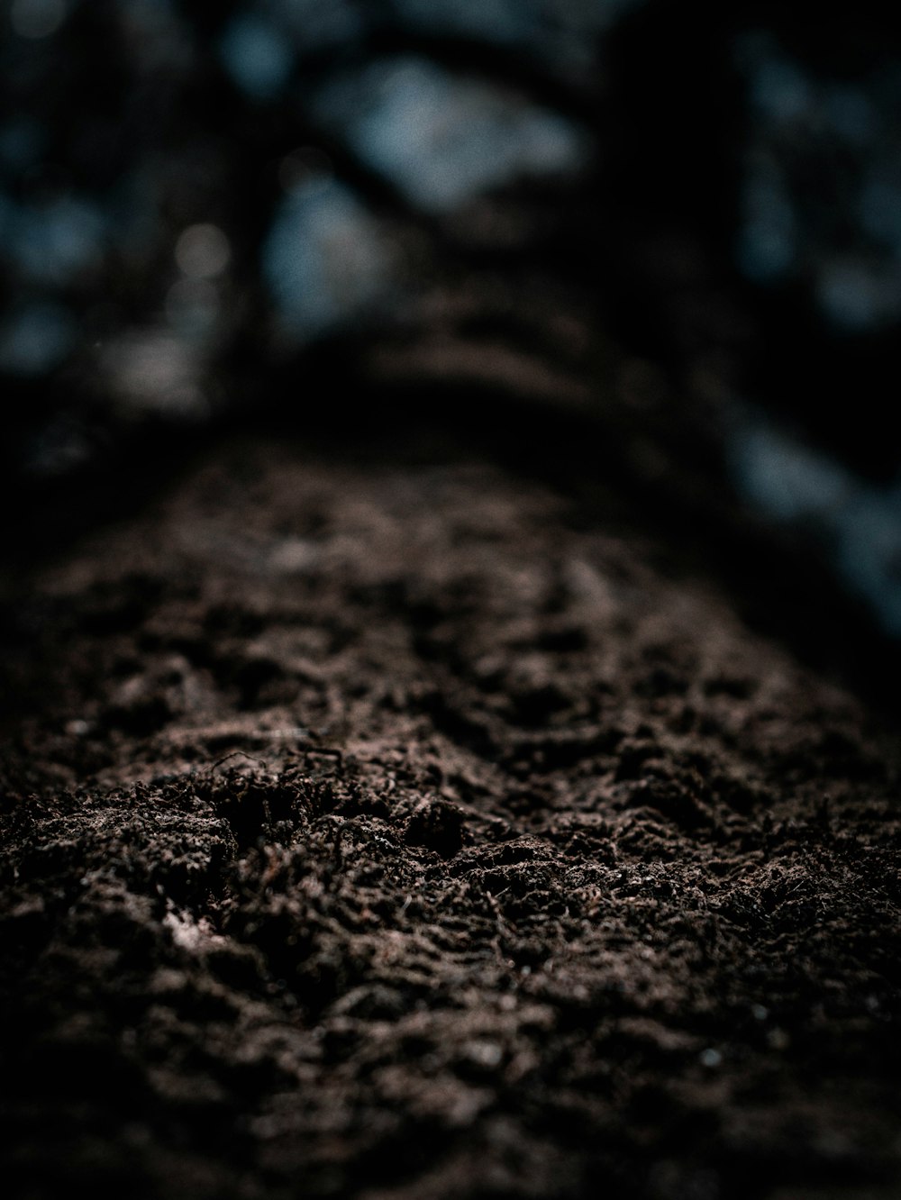 brown and black wood log