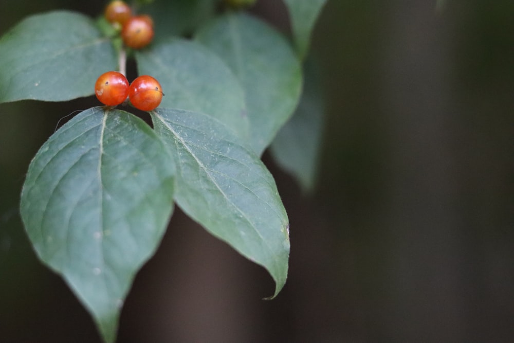 red round fruit on green leaf