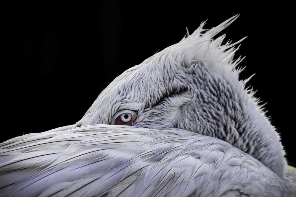 white and gray bird with black background