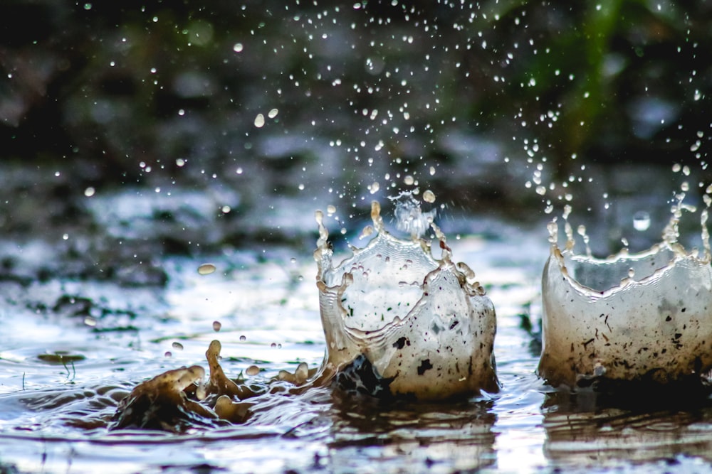 oiseaux blancs et bruns sur l’eau