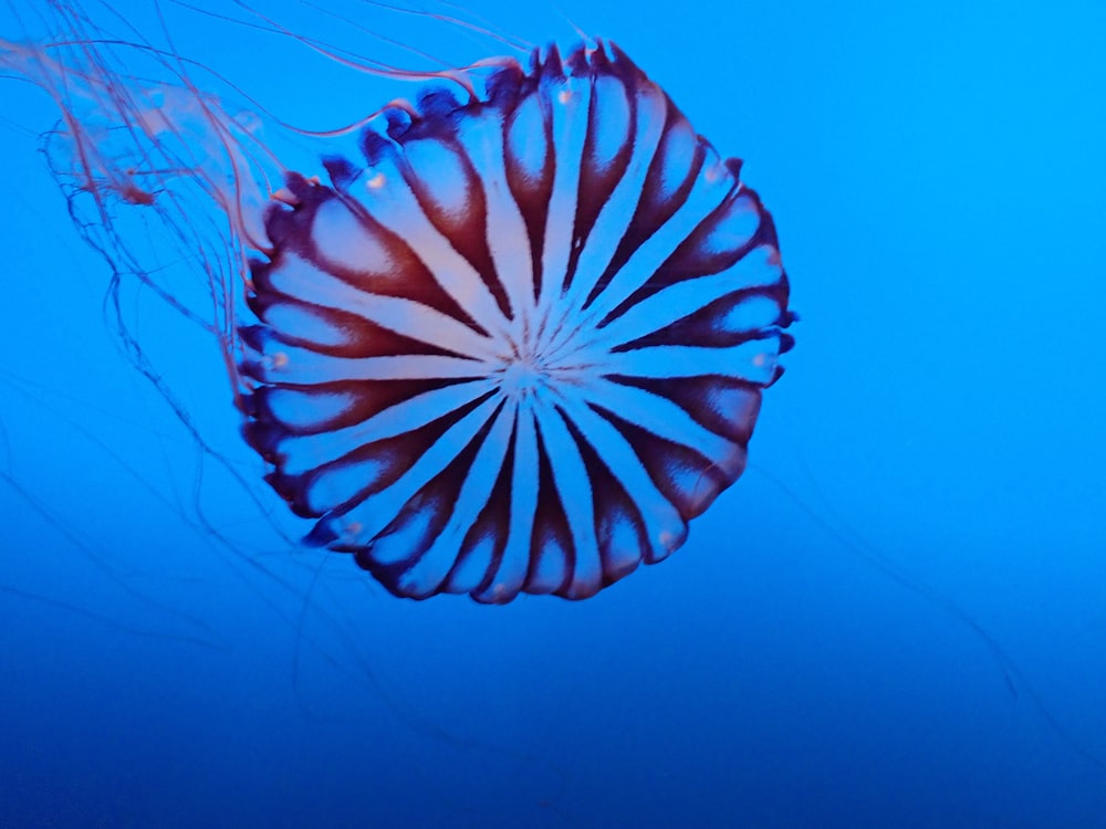 blue and white jelly fish