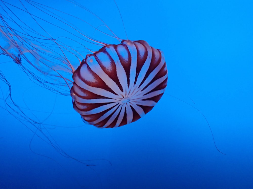 blue and white jelly fish