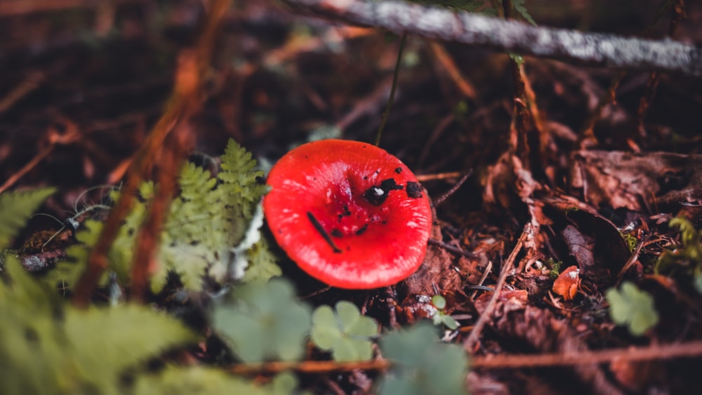 red round fruit on green grass