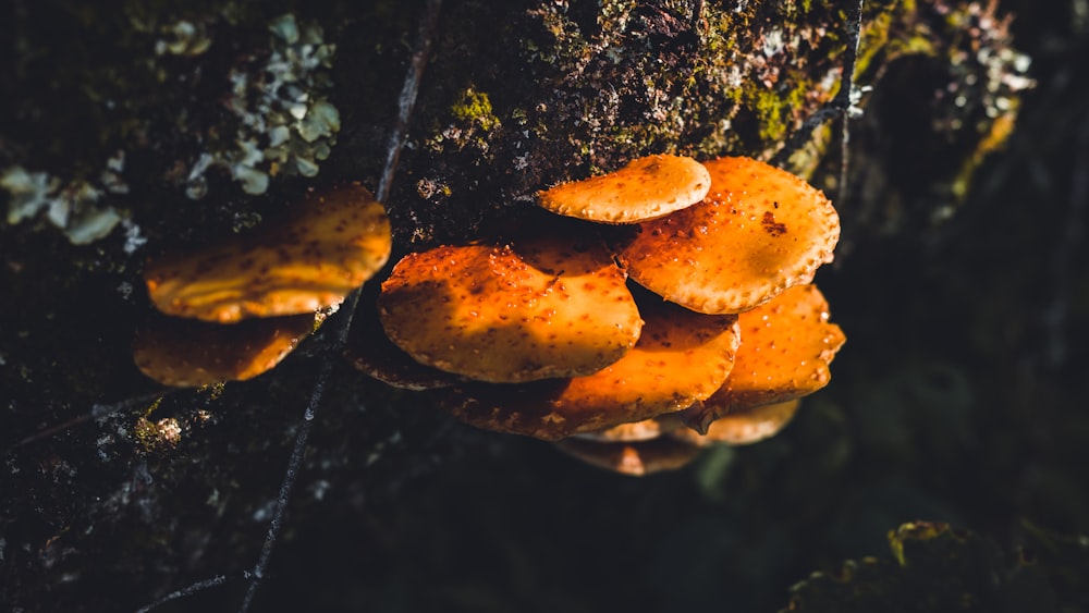 brown mushroom on black soil