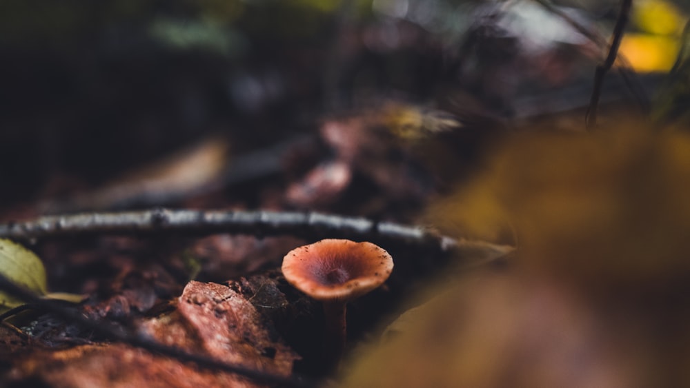 brown mushroom on brown dried leaf