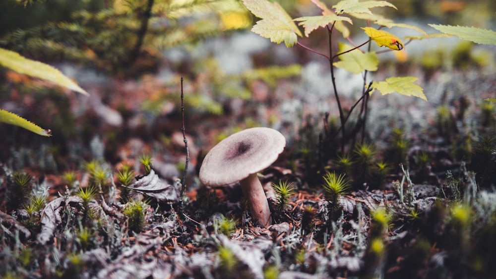 cogumelo branco em folhas secas marrons