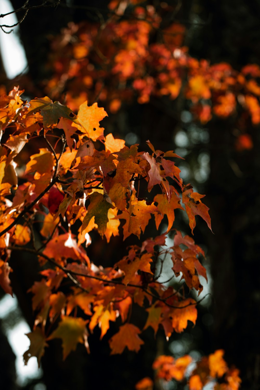 orange leaves in tilt shift lens