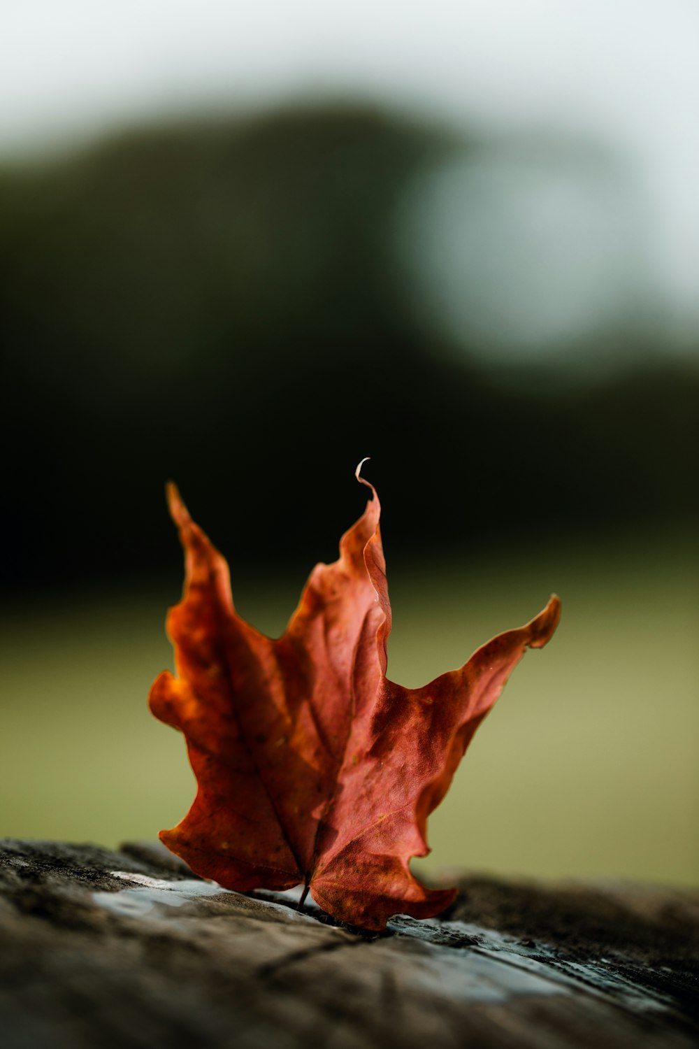 brown leaf on black textile