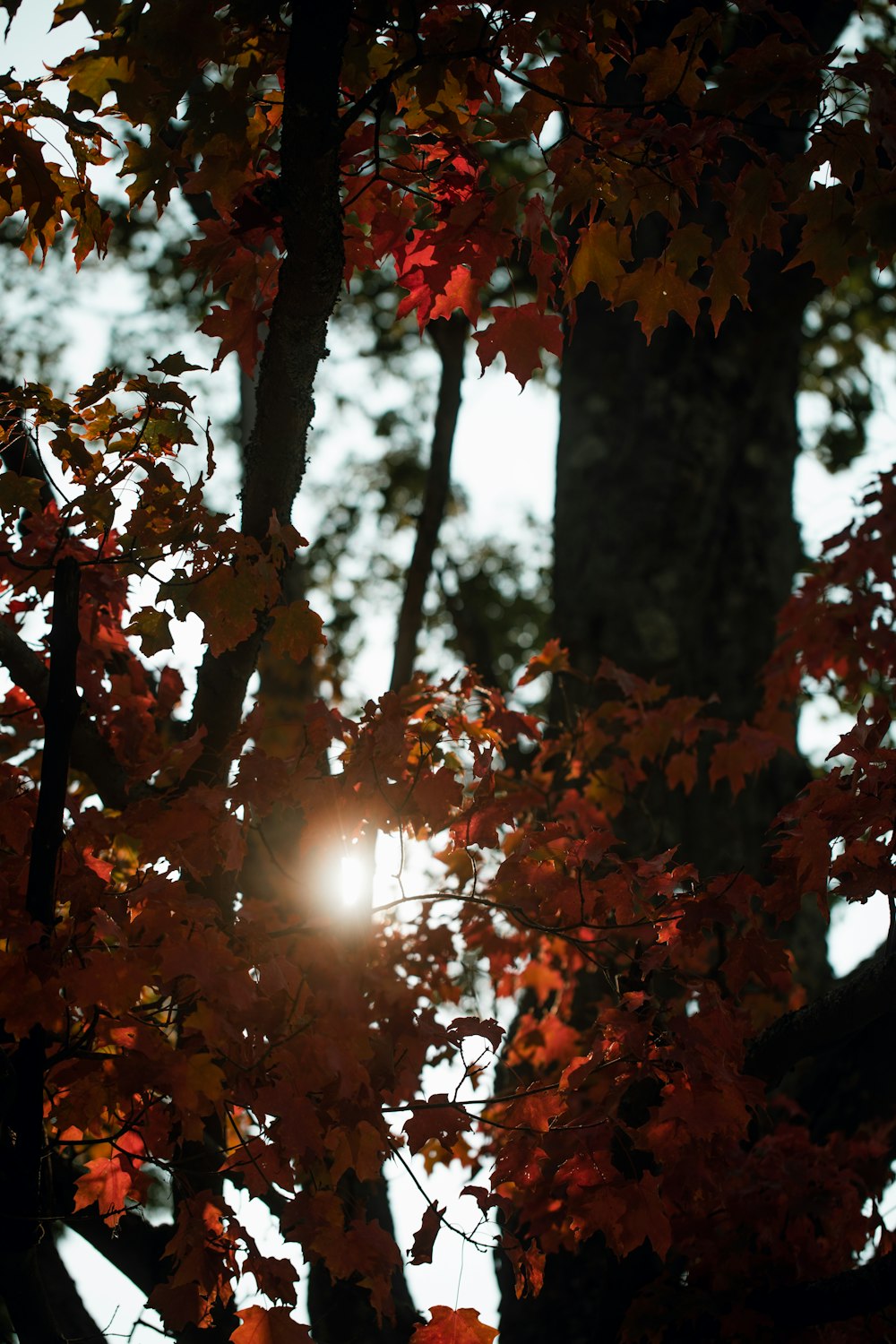 brown leaves on tree during daytime