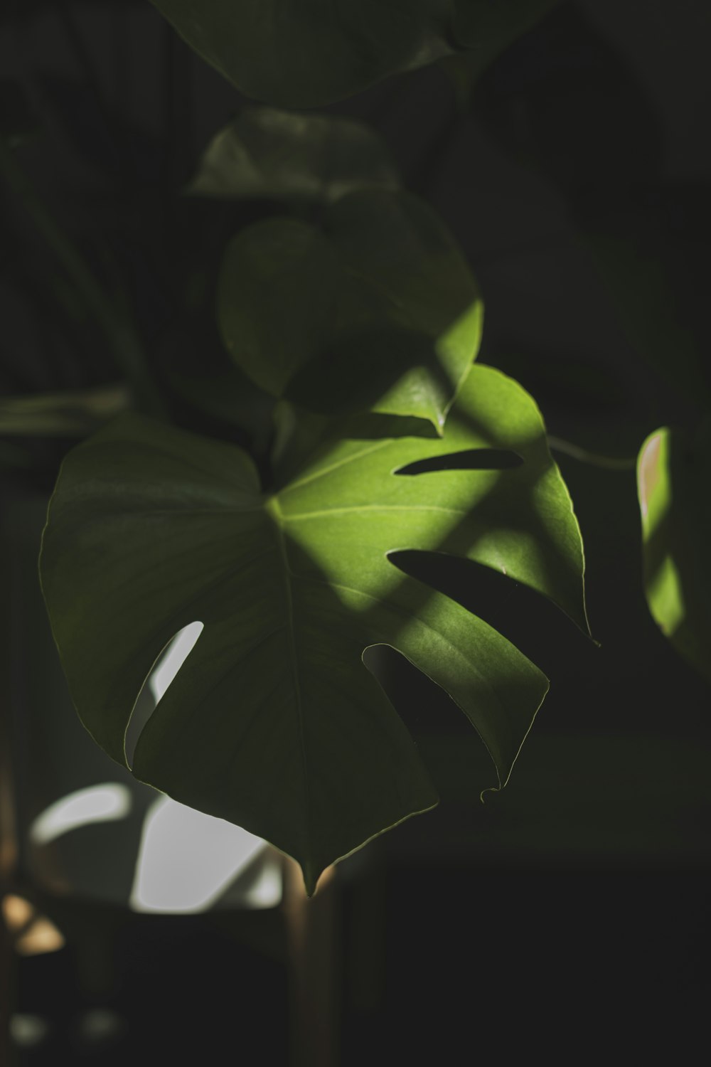 green leaves in close up photography