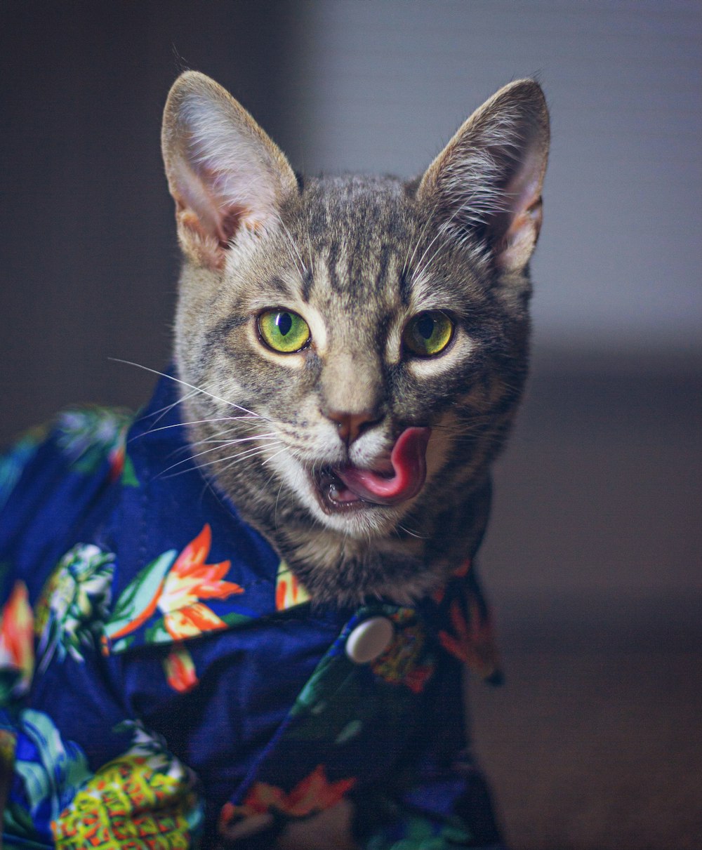 brown tabby cat in blue and red floral shirt
