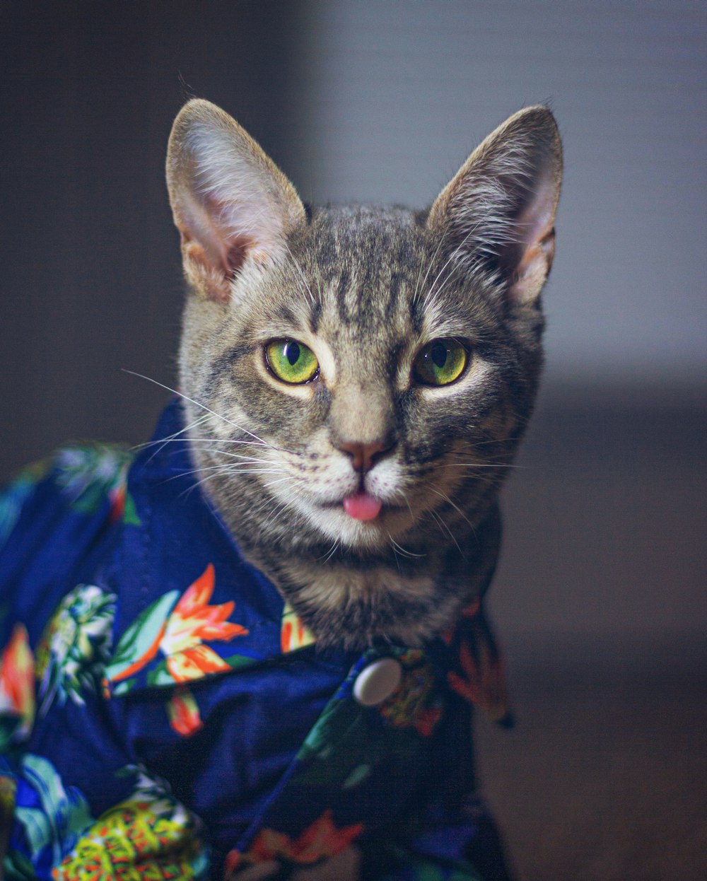 brown tabby cat in blue and red floral textile