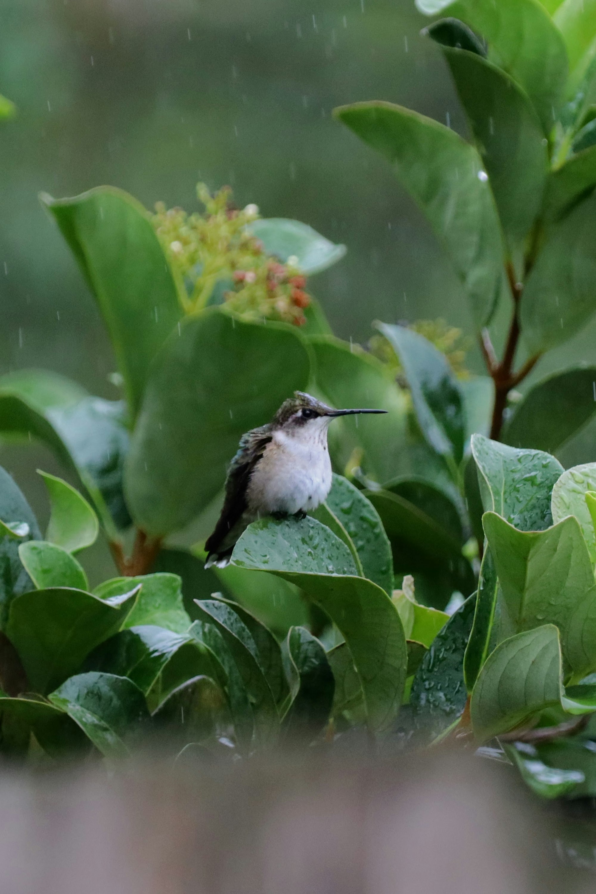 Hummingbird in rain