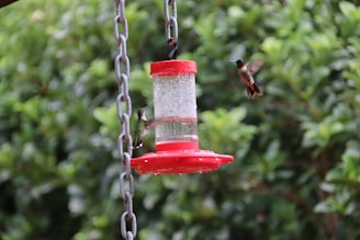 A cheerful jar of hummingbird food hanging from a garden branch with hummingbirds feeding nearby.