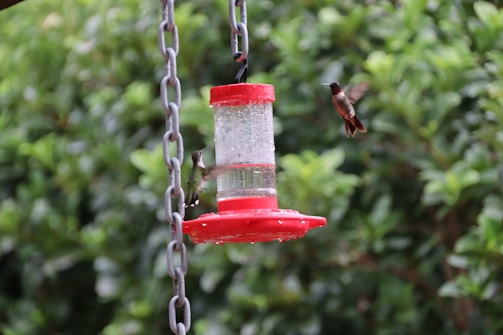 A cheerful jar of hummingbird food hanging from a garden branch with hummingbirds feeding nearby.