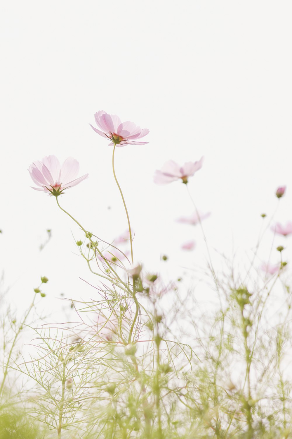 pink flower in green grass