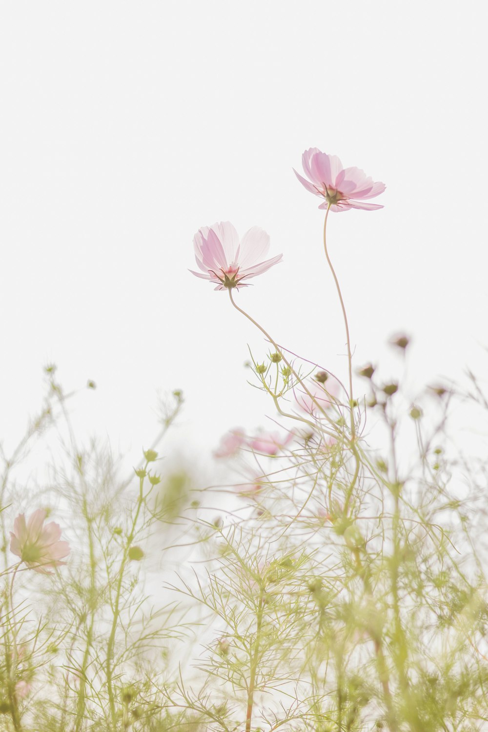 pink flower on green grass