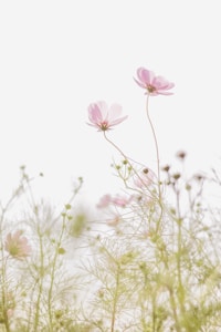 Couronne Florale Douce