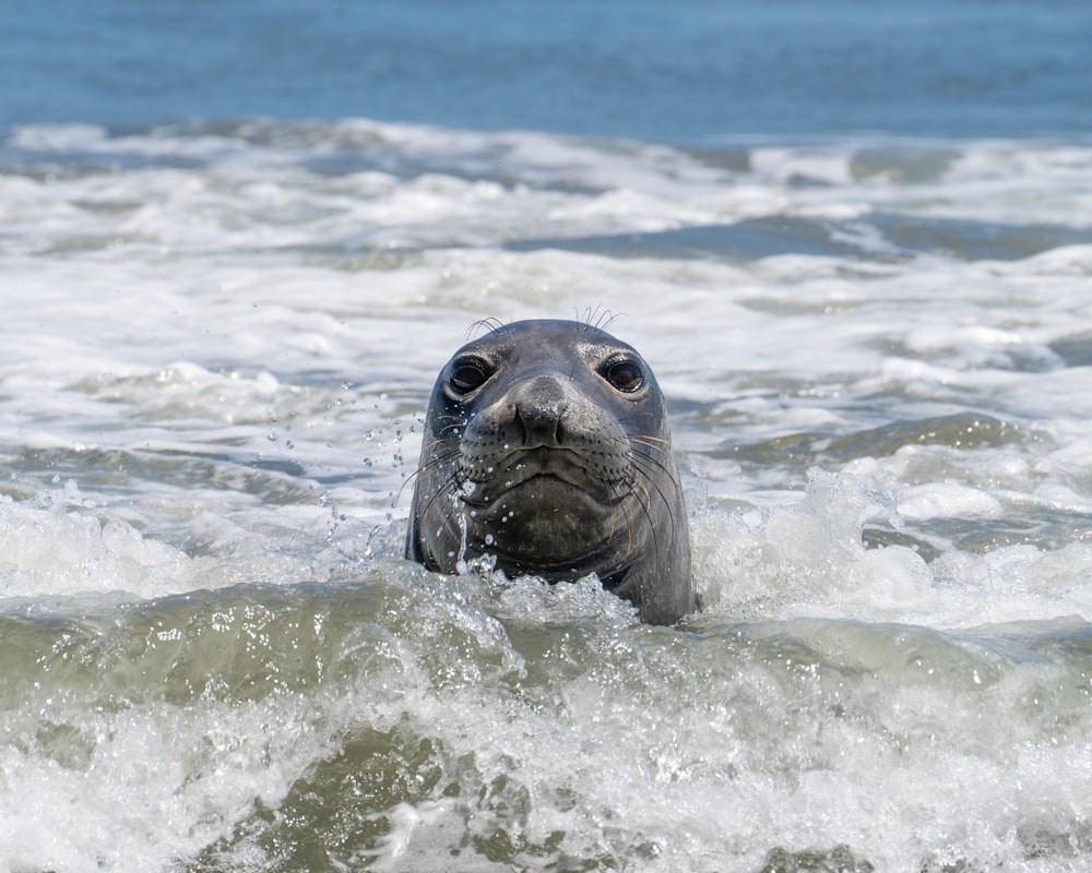 sea lion on water during daytime