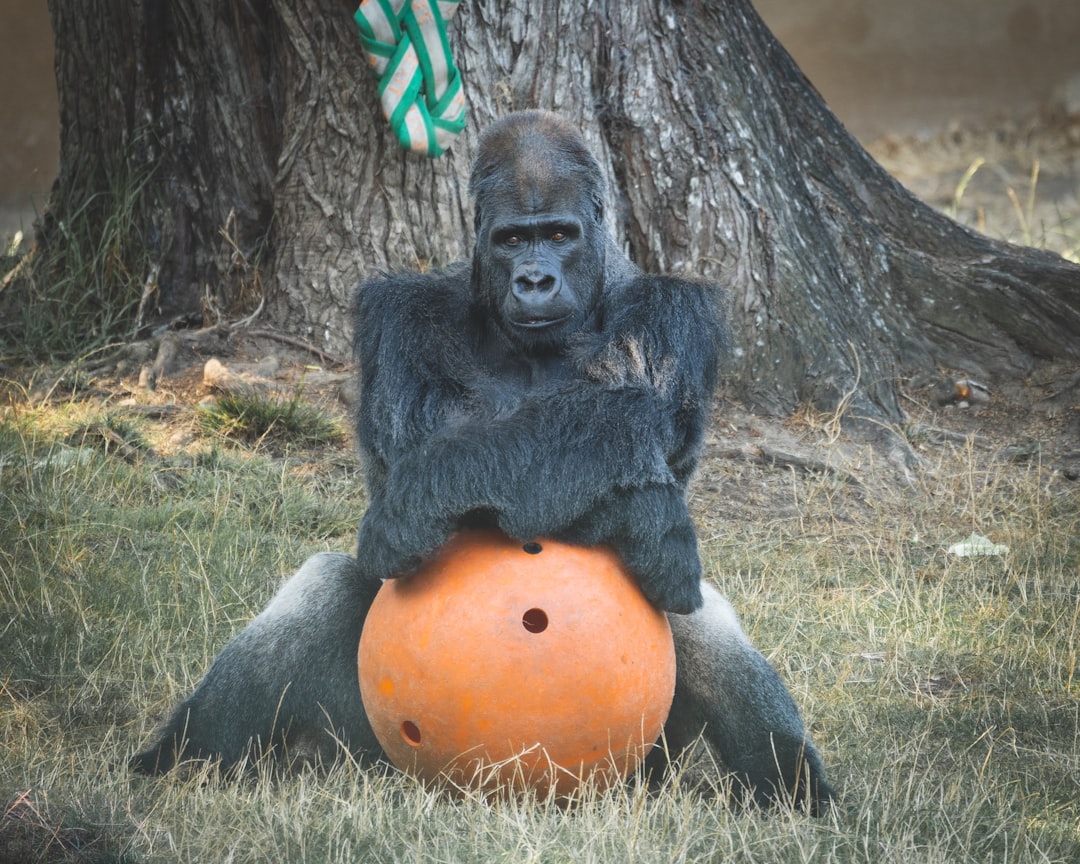 gorilla sitting on green grass field, 39 year old gorilla named Oscar Jonesy from San Francisco Zoo