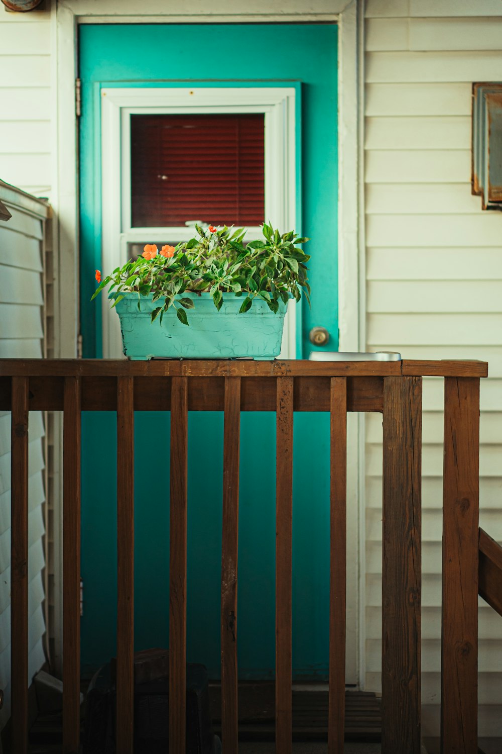 green plant on brown wooden table