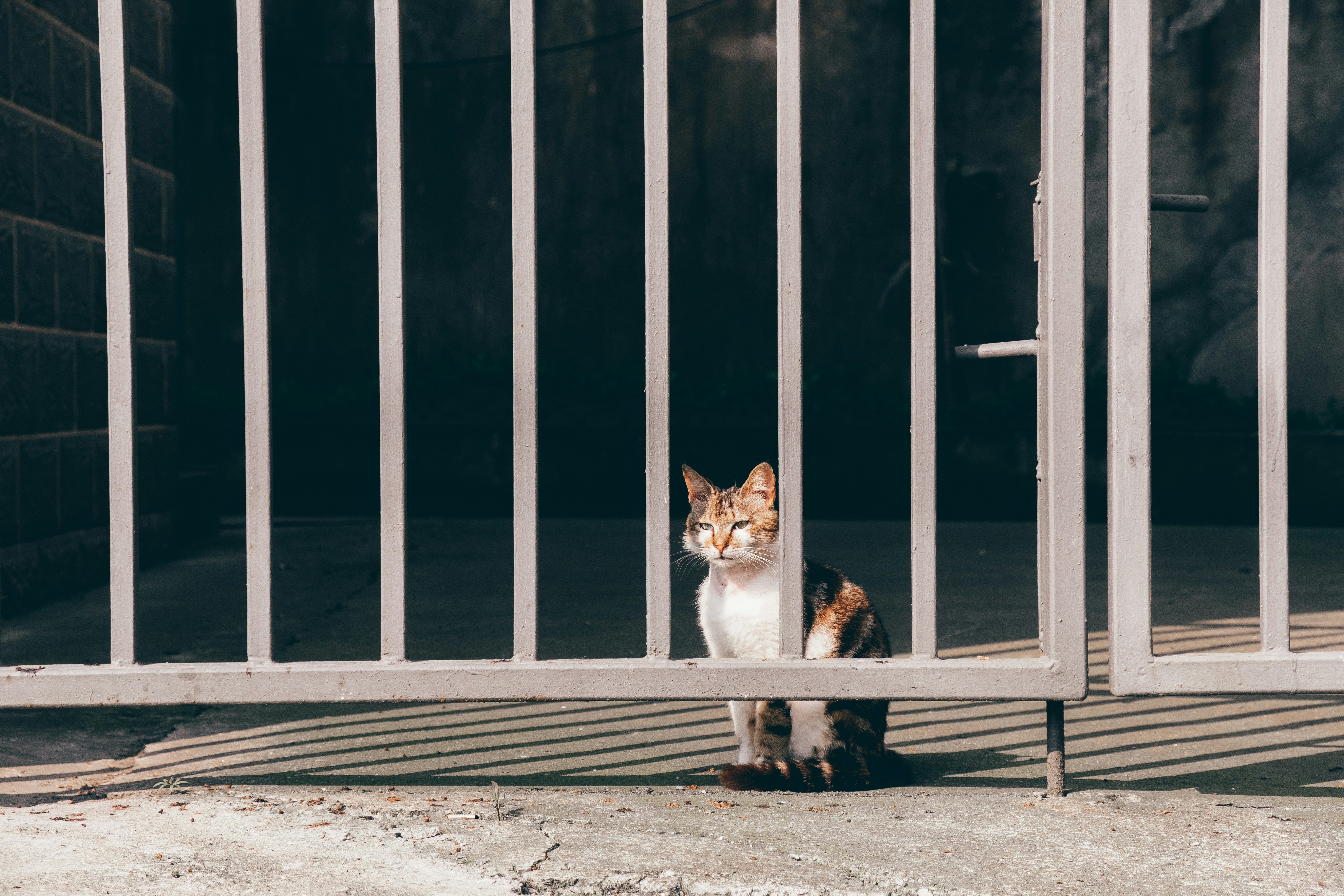 white and brown cat sitting on gray concrete floor