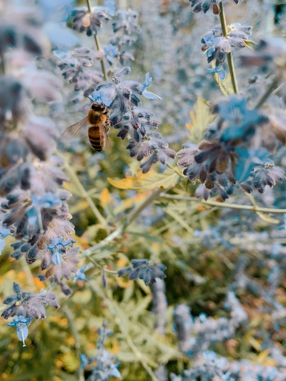 brown and black bee on blue flower during daytime