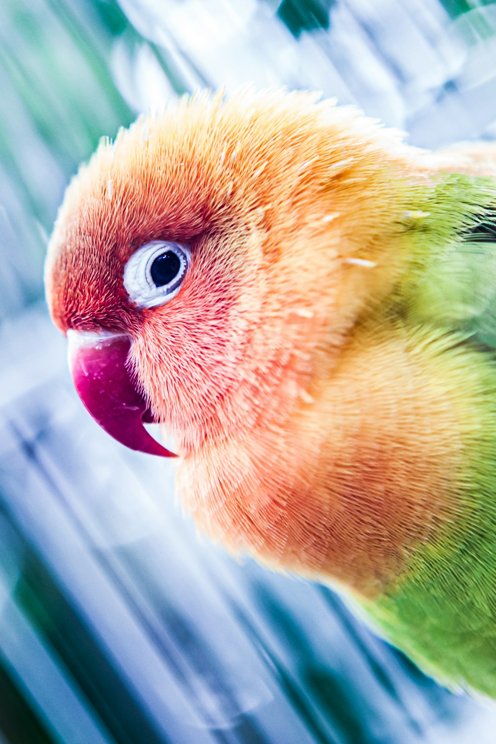 gelber grüner und roter Vogel