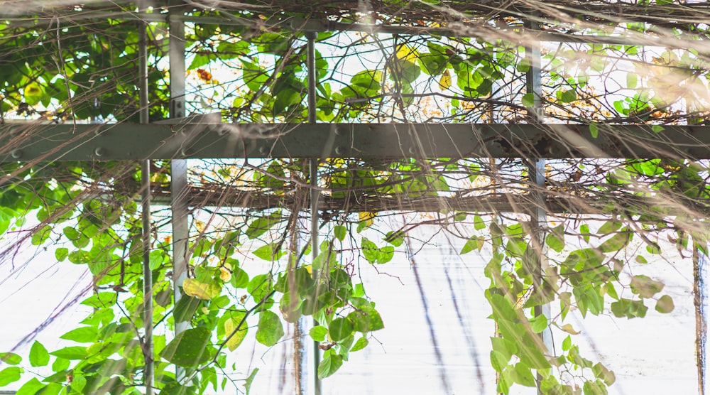 Plantas de hoja verde en marco de metal blanco