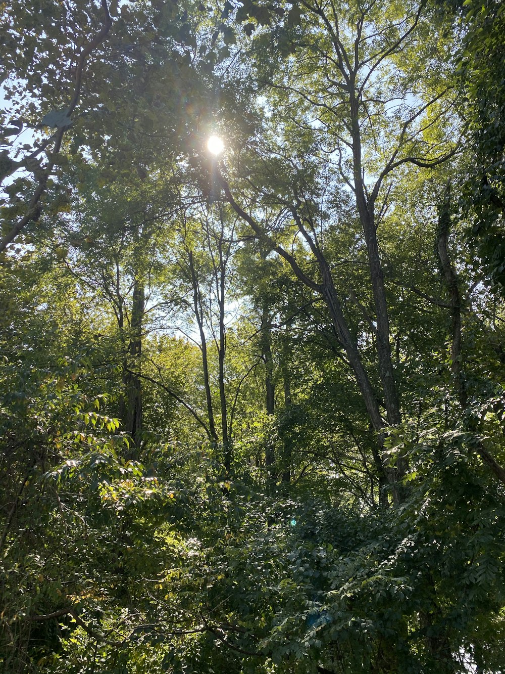 Des arbres verts sous un ciel ensoleillé