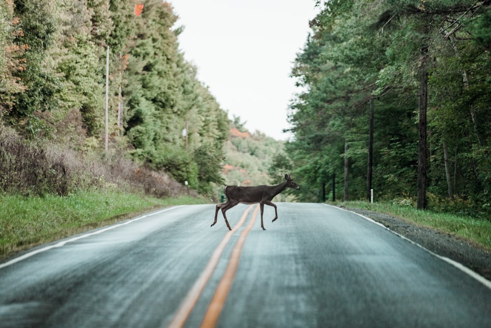 brown deer on gray asphalt road during daytime