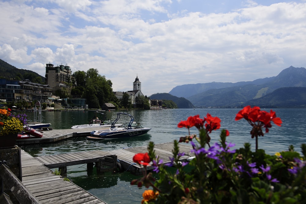 red flowers on brown wooden dock during daytime