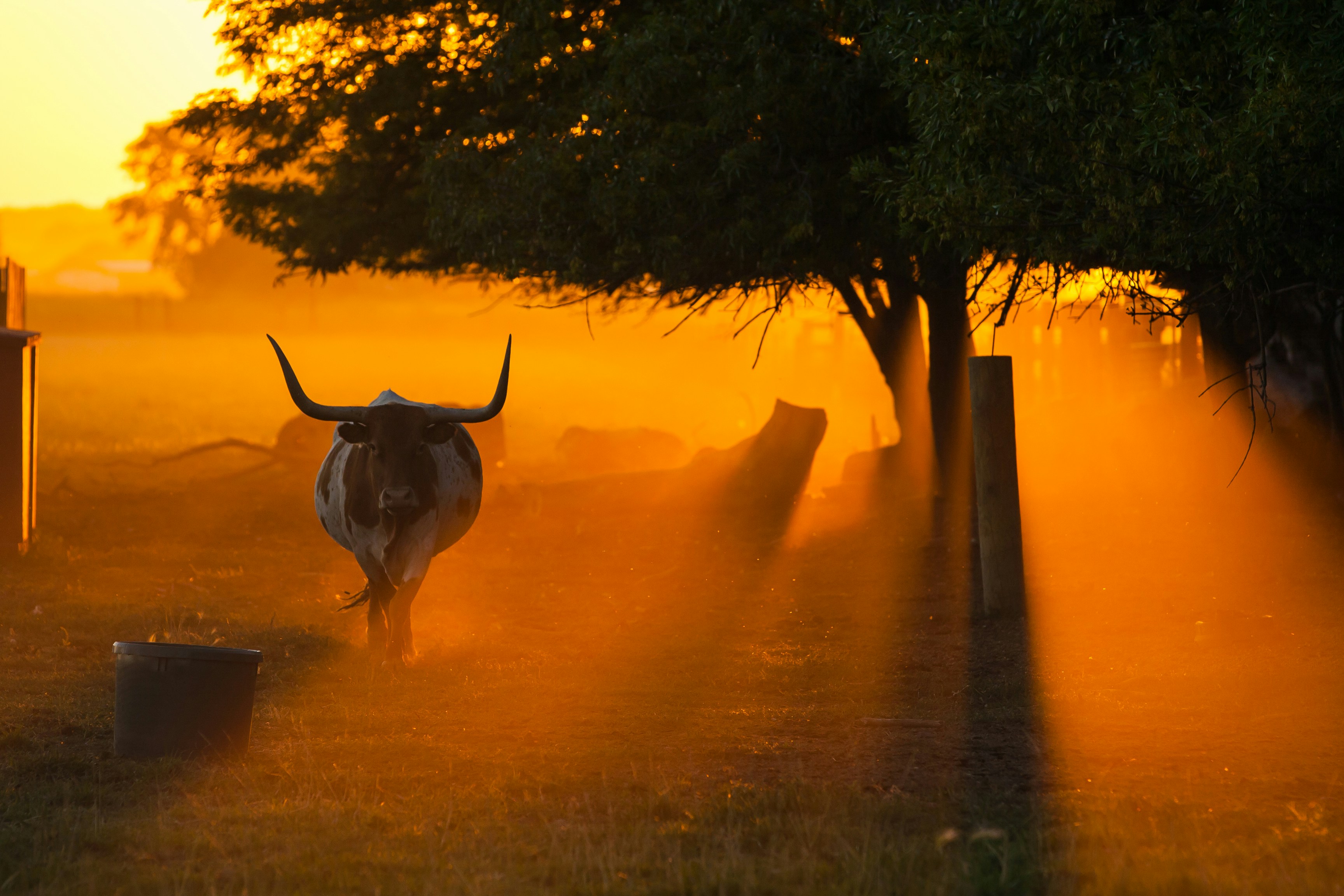 Magic Vodka Red Bull