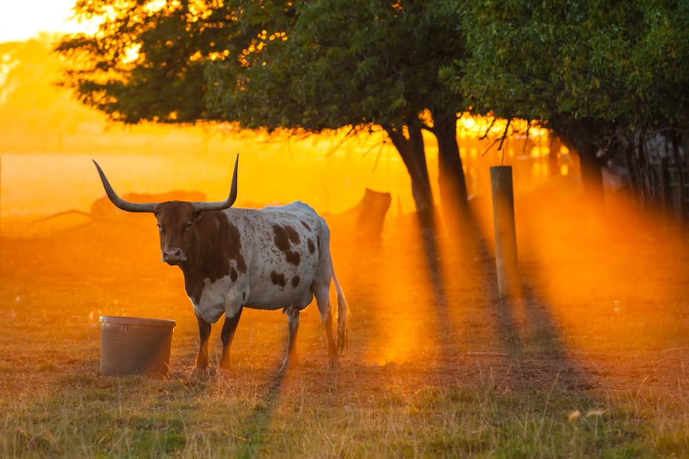 Vaca blanca y negra en el campo de hierba durante la puesta del sol