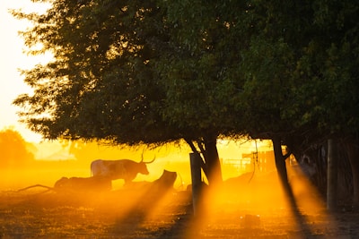 Morning sunlight casting golden hues over our cows as they roam freely in the fresh mountain air.