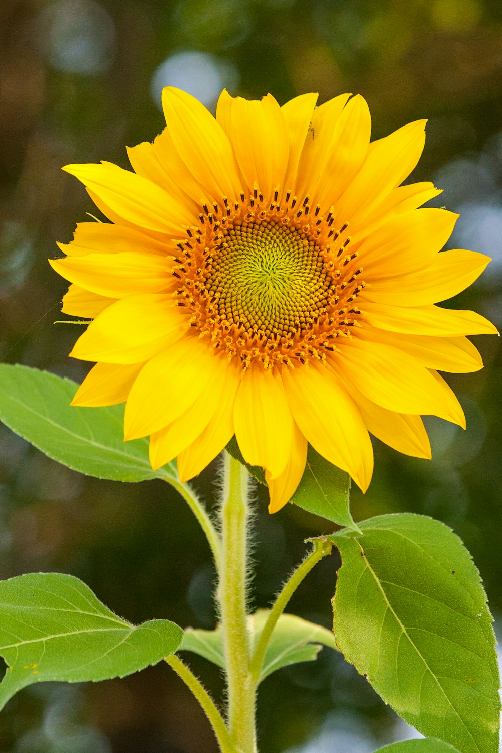 yellow flower in tilt shift lens