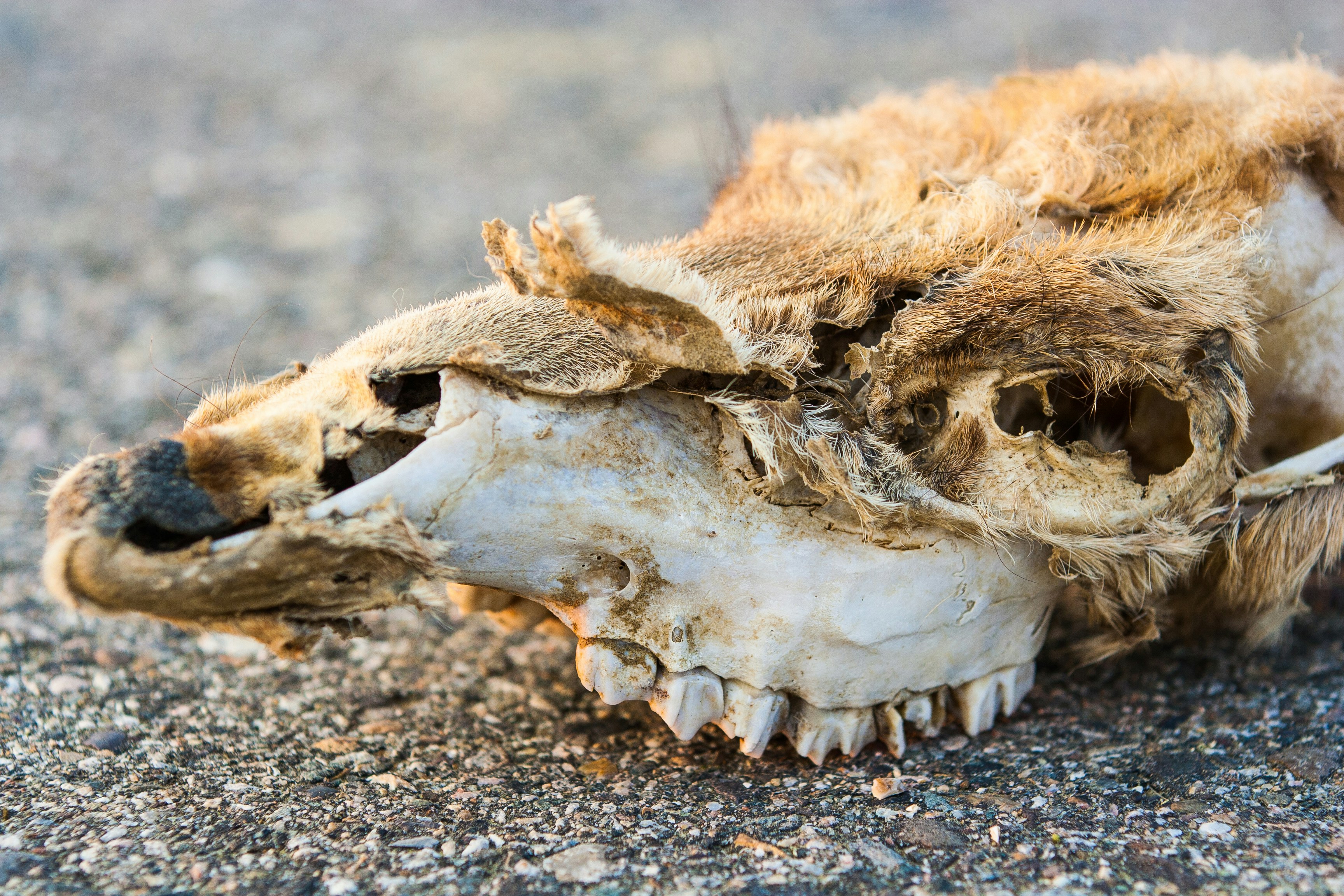The skull of a deer lies half eaten by ants on a trail.